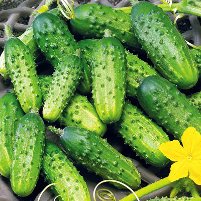 Огурец Астерикс F1