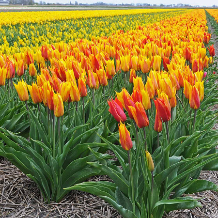 Фото Тюльпан лилиецветный Вендеглоб