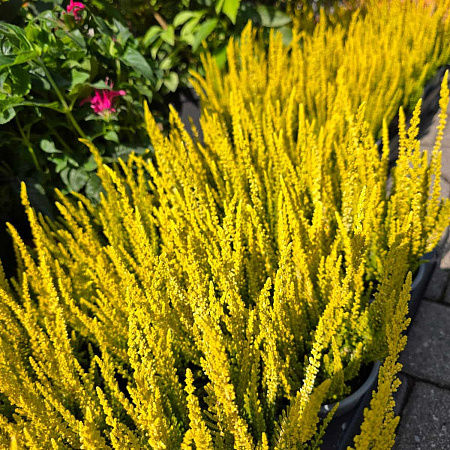 Фото Вереск обыкновенный Голд Хейз