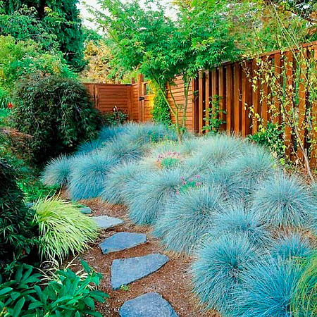 Фото Булавоносец Колючий голубой