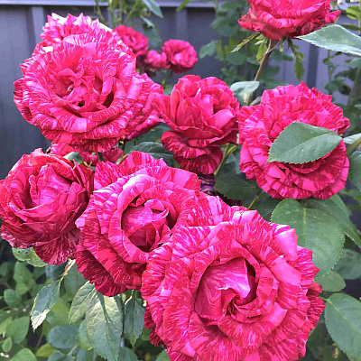 Роза чайно-гибридная Ред Интуишн