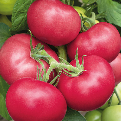 Помидор Пинк Гарант F1 3шт