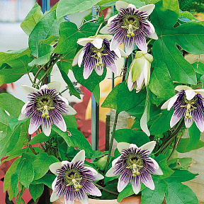 Пассифлора голубая