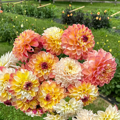 Георгин декоративный Дабл Джилл