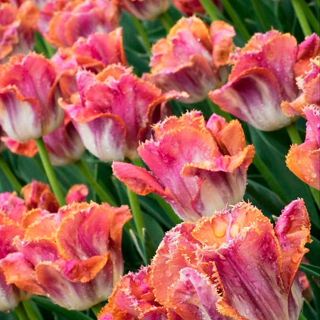 Фото Тюльпан бахромчатый Сансет Майями