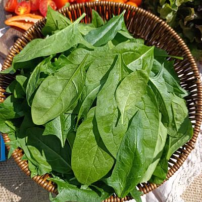 Шпинат Виктория