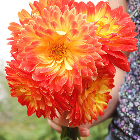 Фото Георгин декоративный Процион