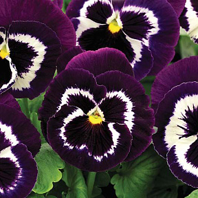 Виола Мамонт Вива ла Виолет