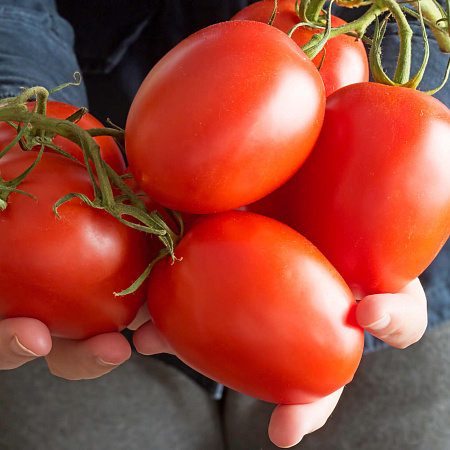 Фото Помидор Пинк Плам F1