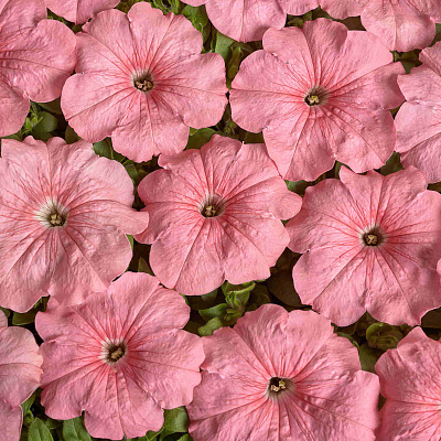 Петуния многоцветковая Иветта