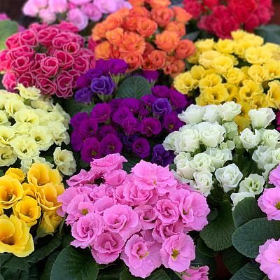 Примула Примлет Цветной ковер