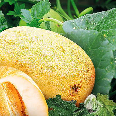 Дыня Радужная