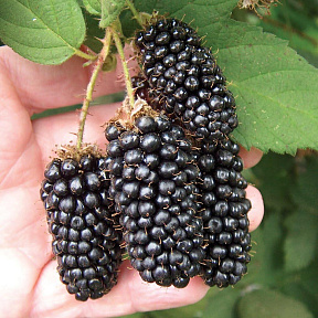 Ежевика Бедфорд Джаинт