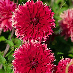 Георгин бахромчатый Ред Фубуки