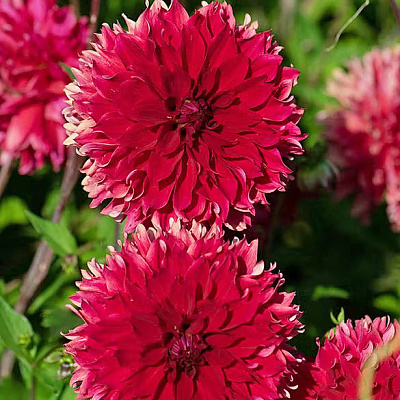 Георгин бахромчатый Ред Фубуки