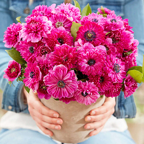 Ветреница (анемона) корончатая Фуллстар Пинк