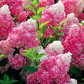 Гортензия метельчатая Ванила фрайз