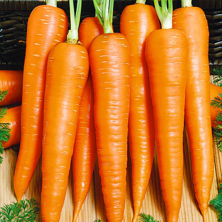 Фото Морковь Принцесса F1