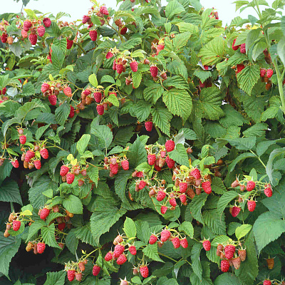 Малиновое дерево Таруса