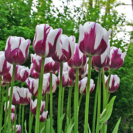 Фото Тюльпан триумф Ремз Фейворит