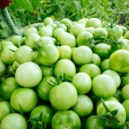 Фото Помидор черри Тотошка