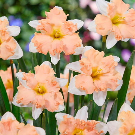 Фото Нарцисс Вальс