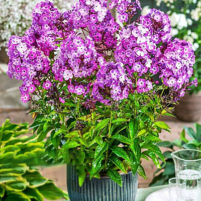 Флокс метельчатый Свит Саммер Сюрпрайз