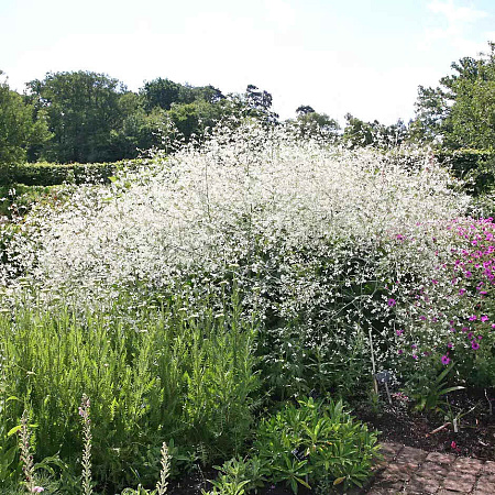 Фото Катран сердцелистный