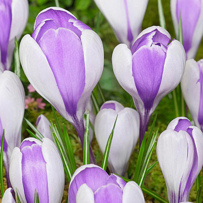 Крокус Уэйл Шарк