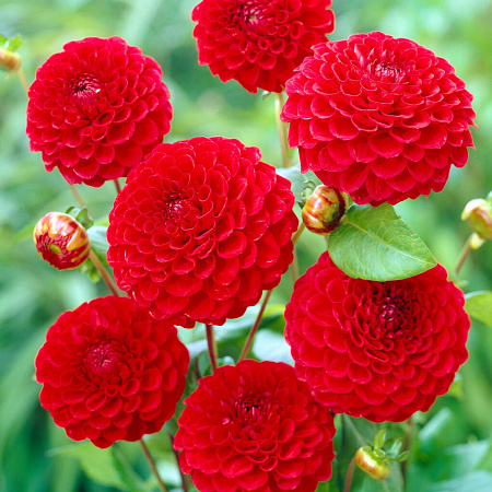 Фото Георгин помпонный Несцио