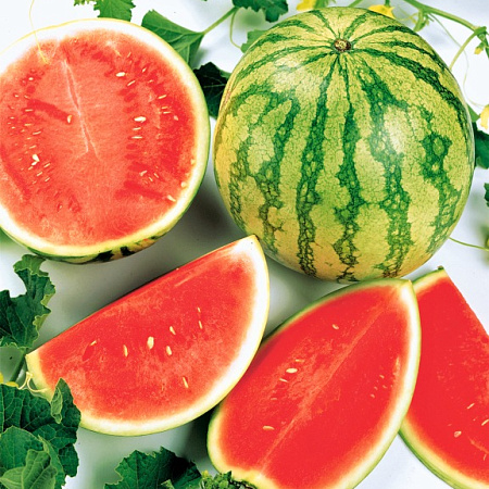 Фото Арбуз Романза F1