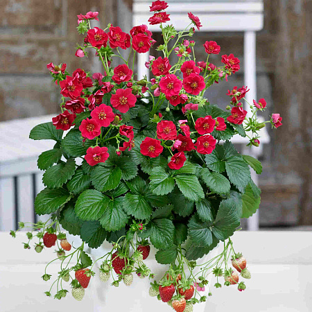 Фото Земляника ремонтантная Саммер бриз роуз F1