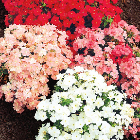 Флокс друммонда Набор Пастельный мелок