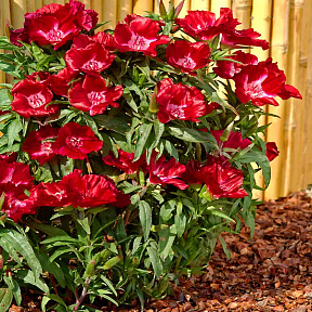 Годеция азалиецветная Метеор