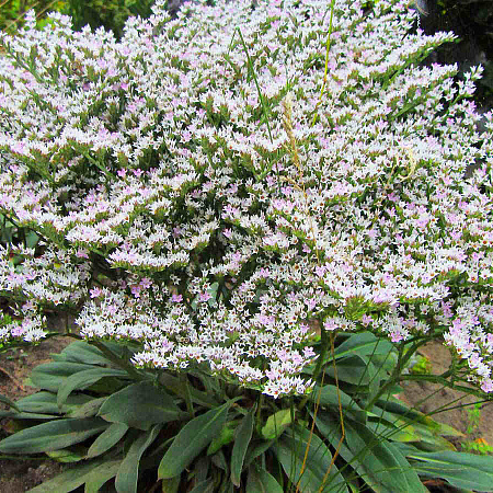 Фото Кермек татарский