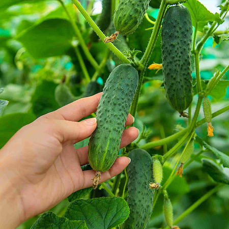 Фото Огурец Бомбардир F1