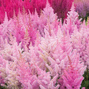 Астильба Айскрим