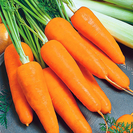 Фото Морковь Мадонна F1