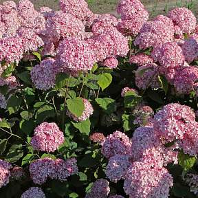 Гортензия древовидная Мэджикал Пинкербэлл