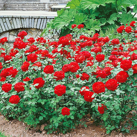 Фото Роза чайно-гибридная Дам де Кер