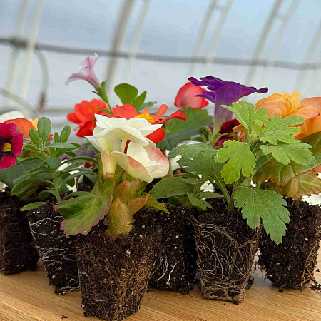 Фото Набор петуний №1