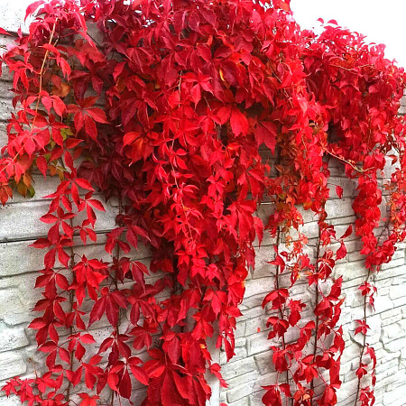 Фото Виноград девичий пятилисточковый Мурорум