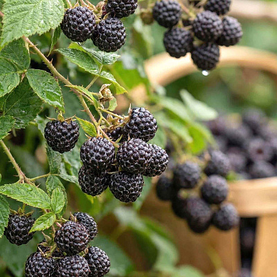 Малина Черный бриллиант