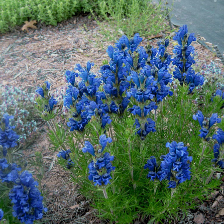 Фото Змееголовник Харкевича