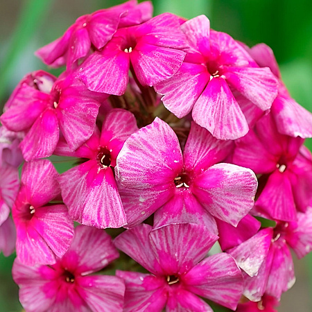 Фото Флокс метельчатый Хозяйка медной горы