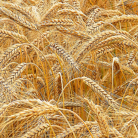 Фото Рожь 200гр