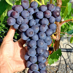 Виноград Райский