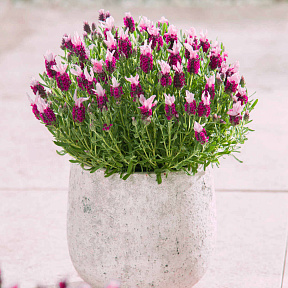 Лаванда Бандера Пинк