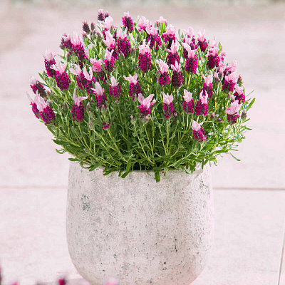 Лаванда Бандера Пинк