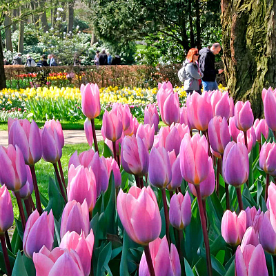 Тюльпан Дарвинов гибрид Лайт энд Дрими